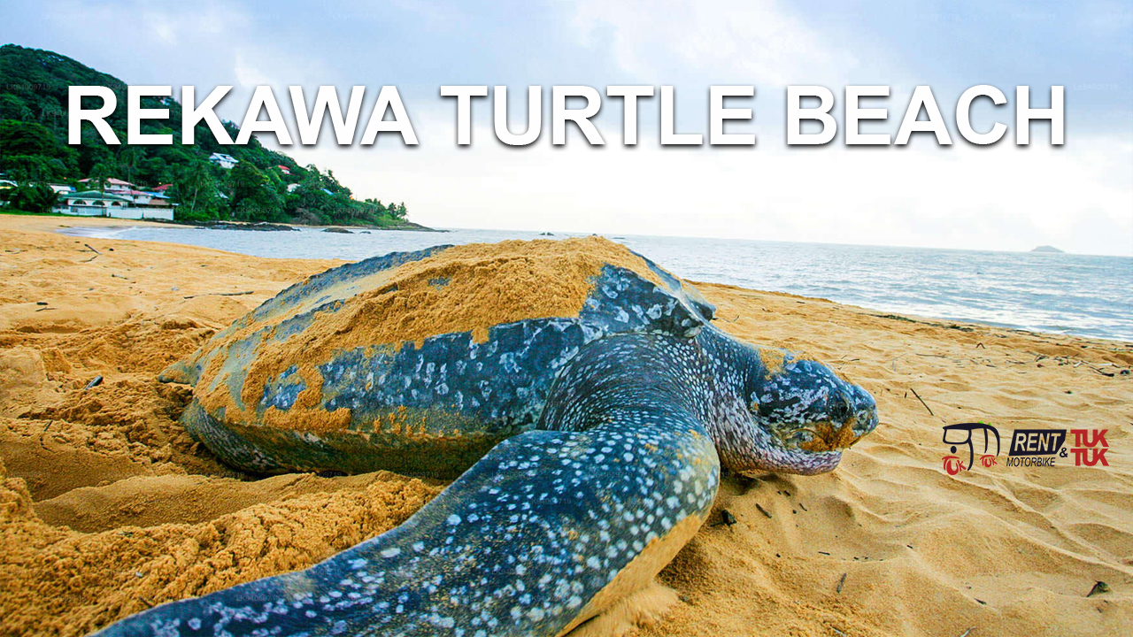 Rekawa Turtle Beach by Tuk Tuk: Ethical Wildlife Experience